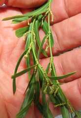 Secamone filiformis