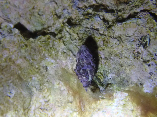 Morula ferruginosa, 2026-05-15