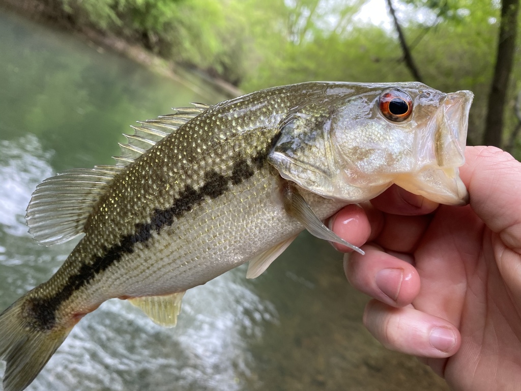 Spotted Bass (Wildlife and Wildflowers of Texas - Fish) · iNaturalist