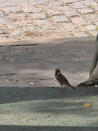 House Sparrow