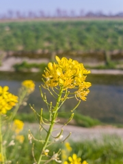 Sisymbrium austriacum