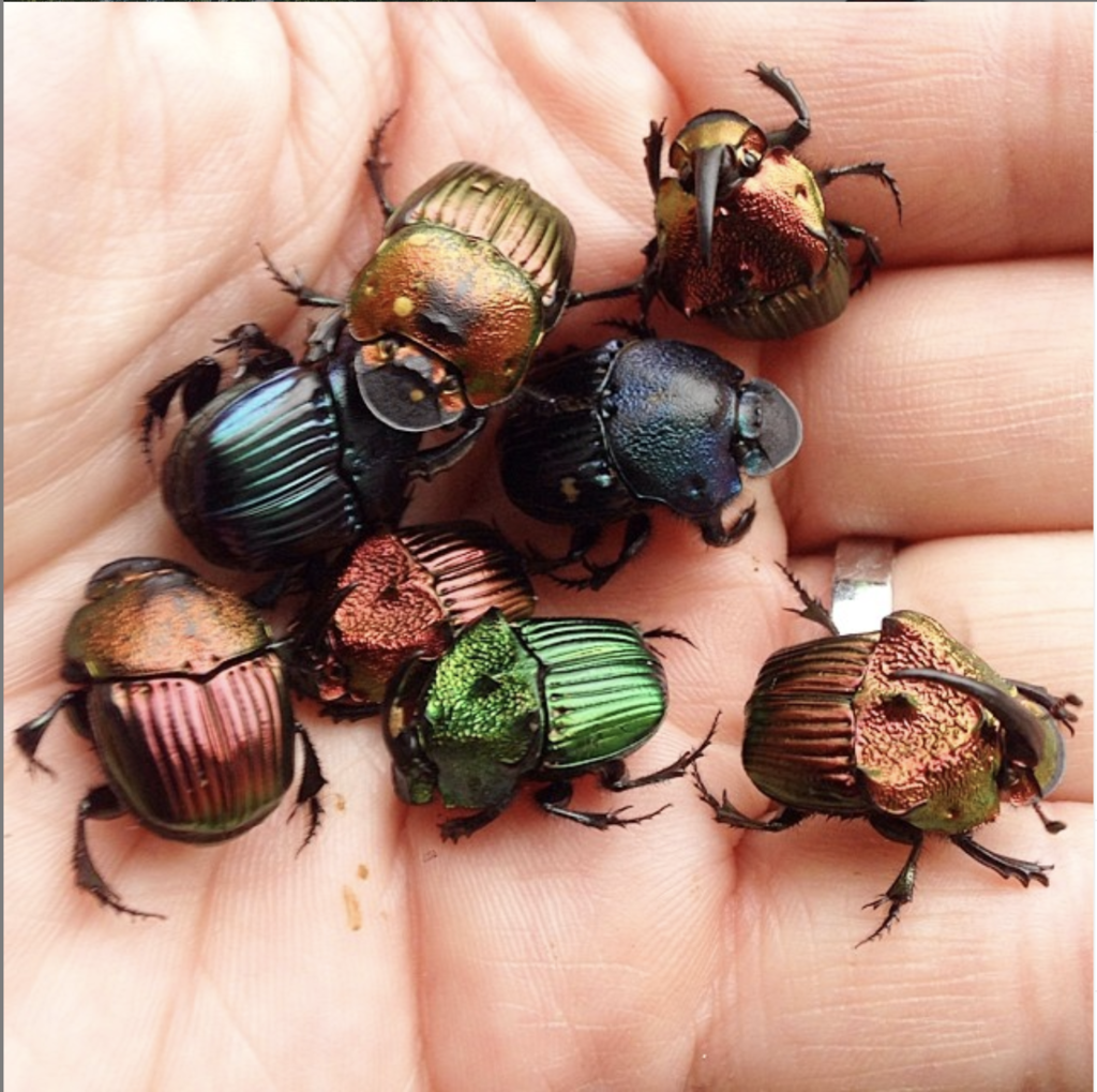 Phanaeus palliatus