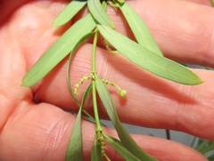 Secamone filiformis