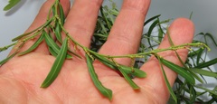 Secamone filiformis
