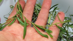 Secamone filiformis