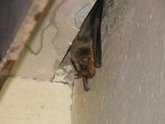 Scotophilus dinganii