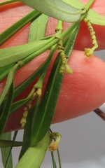 Secamone filiformis