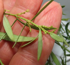 Secamone filiformis