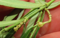 Secamone filiformis