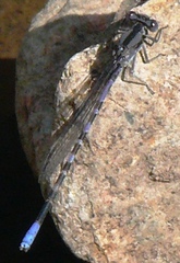 Argia immunda
