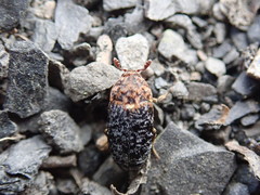 Dermestes undulatus