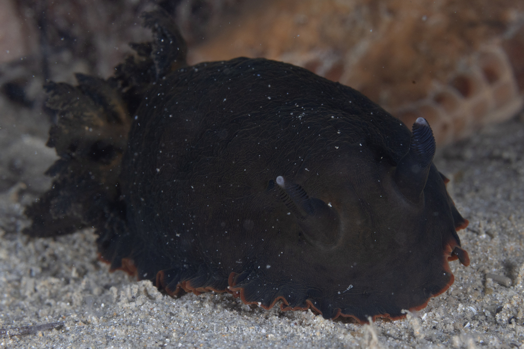 Bushy-gilled Sucking Dorid