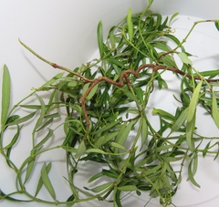 Secamone filiformis