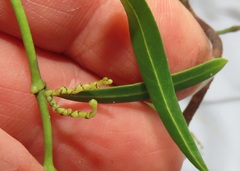 Secamone filiformis