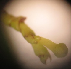 Secamone filiformis