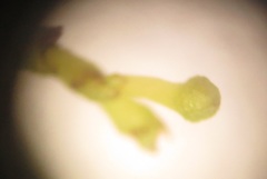 Secamone filiformis
