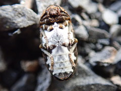 Dermestes undulatus