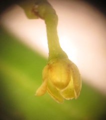 Secamone filiformis