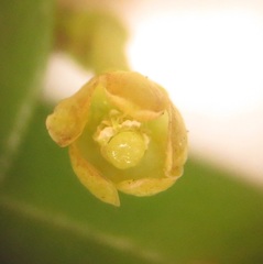 Secamone filiformis