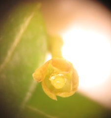 Secamone filiformis