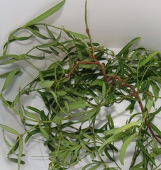 Secamone filiformis