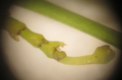 Secamone filiformis