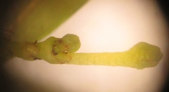 Secamone filiformis