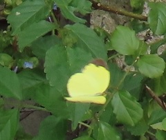 Eurema hecabe solifera