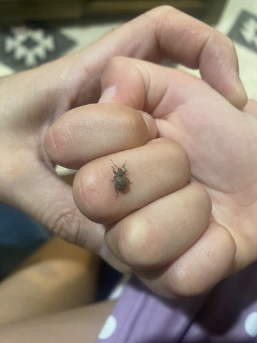 Garden Weevil
