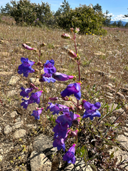 Penstemon azureus, photograph (c) gretchenparadis, some rights reserved (CC BY)