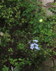 Eurema hecabe solifera