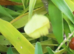 Eurema hecabe solifera
