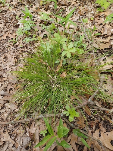 Carex albicans, photograph 5