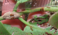 Crematogaster natalensis dulcis