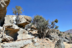 Sideroxylon mascatense