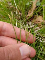Carex albicans, photograph (c) Quinten Wiegersma, some rights reserved (CC BY)
