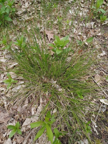 Carex albicans, photograph 3