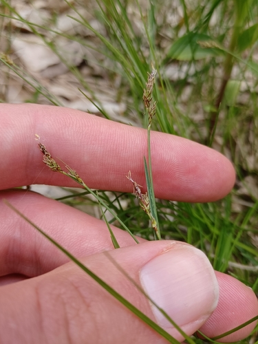 Carex albicans, photograph 4
