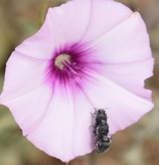 Acmaeodera cylindrica