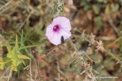 Acmaeodera cylindrica
