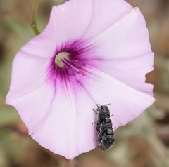 Acmaeodera cylindrica