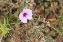 Acmaeodera cylindrica