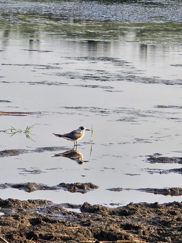Black Tern (Chlidonias niger)