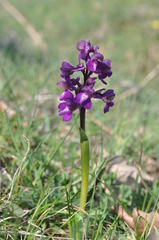 Anacamptis morio