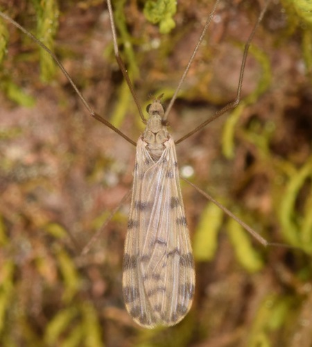 Hoplolabis armata