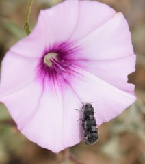 Acmaeodera cylindrica