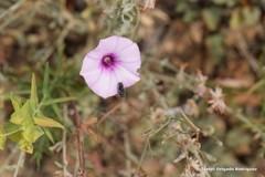 Acmaeodera cylindrica