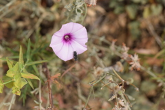 Acmaeodera cylindrica