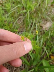 Geum vernum, photograph (c) Quinten Wiegersma, some rights reserved (CC BY)