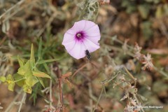 Acmaeodera cylindrica